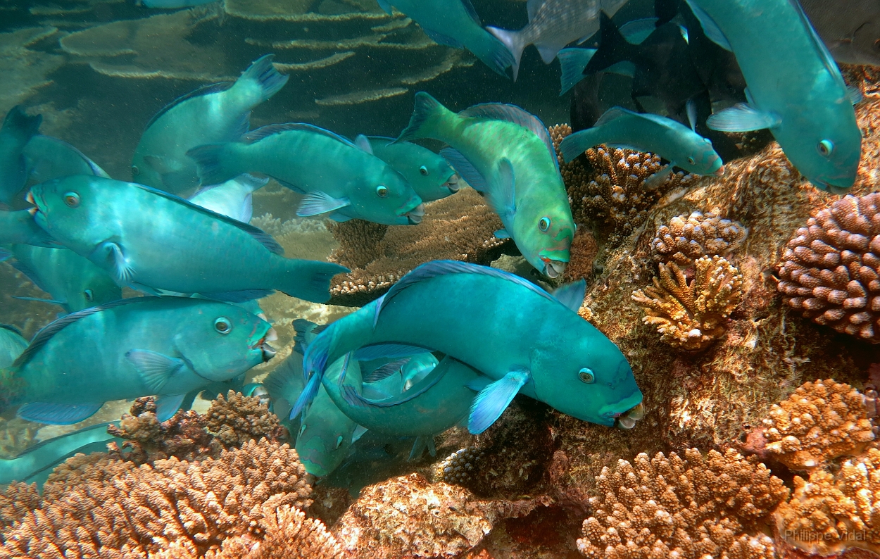 Velidhu - 2013_03_15 - IMG_0812r_Poisson perroquet - Scarus_House reef_pmt.jpg